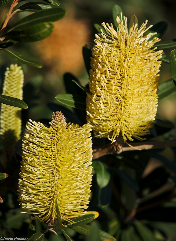 Banksias at Mowarry Point