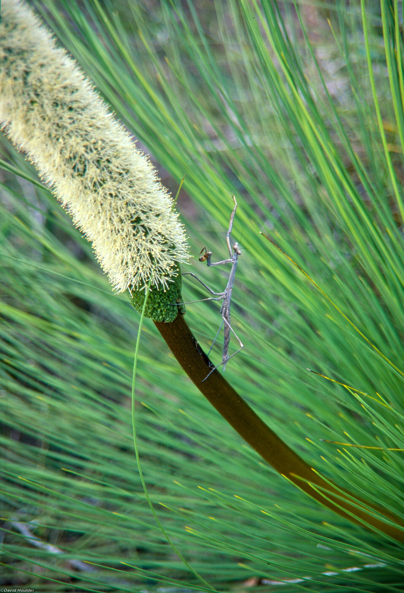 Praying Mantis Nannup, Western Australia
